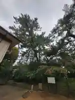 葛飾神社の自然