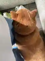 笠䅣稲荷神社(神奈川県)