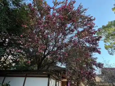 平野神社(京都府)