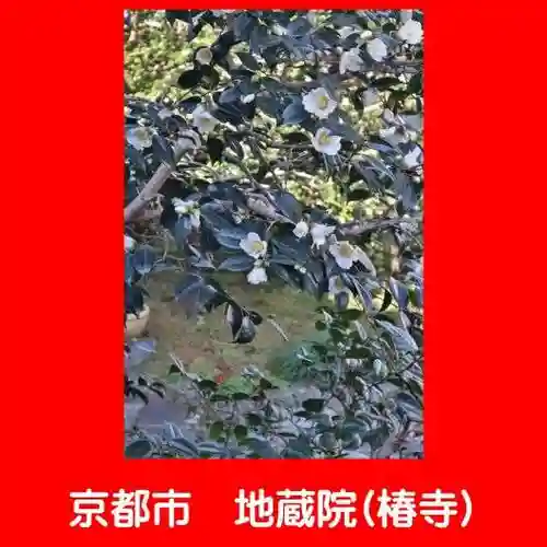 地蔵院（椿寺）(京都府)