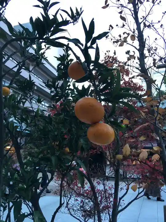 東京大神宮の自然