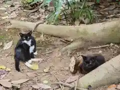 越ヶ谷久伊豆神社の動物