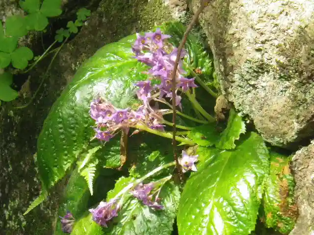 荏柄天神社の自然