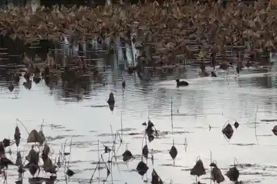 大覚寺(京都府)