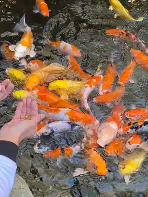 秩父神社の{uncategorized: "未分類", other: "その他", undefined: "問題あり", building: "その他建物", grave: "お墓", sacred_gate: "鳥居", guardian: "狛犬", statue: "像", buddha: "仏像", history: "歴史", nature: "自然", garden: "庭園", animal: "動物", pagoda: "塔", temizu: "手水舎", mountain_gate: "山門・神門", sanctuary: "本殿・本堂", subordinate: "末社・摂社", art: "芸術", scenery: "景色", jizo: "地蔵", ema: "絵馬", goshuin: "御朱印", omikuji: "おみくじ", items: "授与品その他", amulet: "お守り", goshuincho: "御朱印帳", eats: "食事", festival: "お祭り", votive_dance: "神楽", shichigosan: "七五三参", wedding: "結婚式", experience: "体験その他", initially: "初詣", around: "周辺", anti_infection: "感染症対策"}