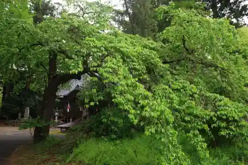 春日神社の景色