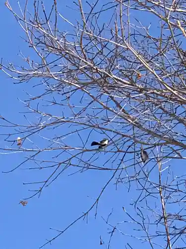 留辺蘂神社の動物