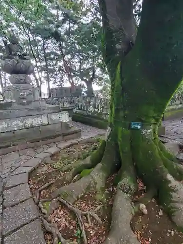 喜多院(埼玉県)
