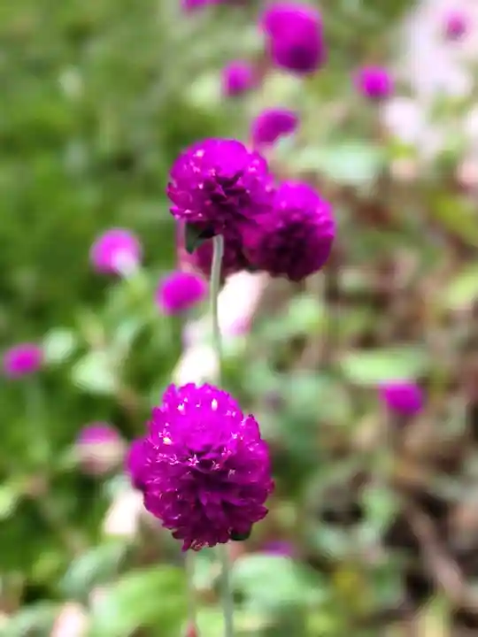 妙法寺(東京都)