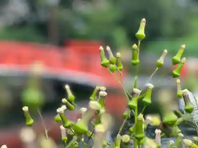 富士山本宮浅間大社(静岡県)