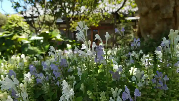 補陀洛寺の自然