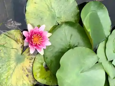 出世弁財天女宮の自然