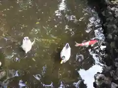 世田谷八幡宮の動物