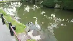 清水寺の動物