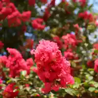 三津厳島神社の自然