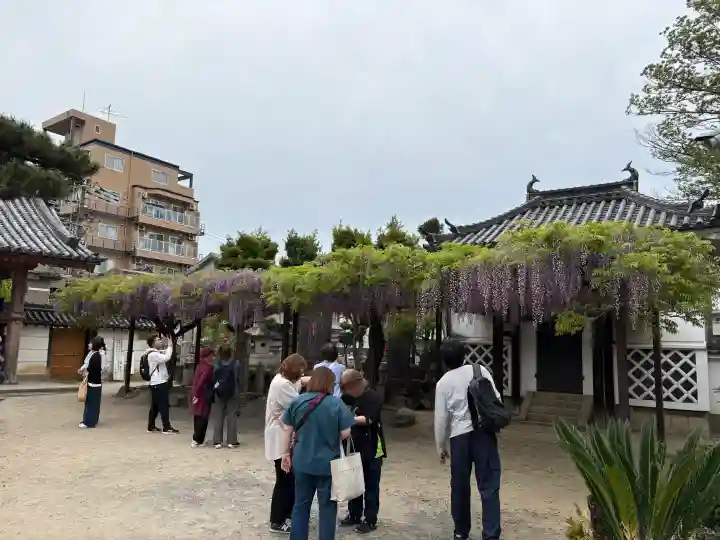 葛井寺の{uncategorized: "未分類", other: "その他", undefined: "問題あり", building: "その他建物", grave: "お墓", sacred_gate: "鳥居", guardian: "狛犬", statue: "像", buddha: "仏像", history: "歴史", nature: "自然", garden: "庭園", animal: "動物", pagoda: "塔", temizu: "手水舎", mountain_gate: "山門・神門", sanctuary: "本殿・本堂", subordinate: "末社・摂社", art: "芸術", scenery: "景色", jizo: "地蔵", ema: "絵馬", goshuin: "御朱印", omikuji: "おみくじ", items: "授与品その他", amulet: "お守り", goshuincho: "御朱印帳", eats: "食事", festival: "お祭り", votive_dance: "神楽", shichigosan: "七五三参", wedding: "結婚式", experience: "体験その他", initially: "初詣", around: "周辺", anti_infection: "感染症対策"}