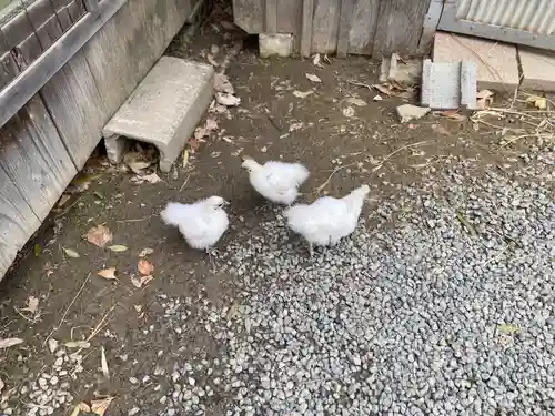 高屋敷稲荷神社(福島県)