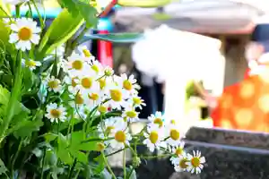 三津厳島神社の自然(2021年04月18日(日) 08時00分26秒投稿)