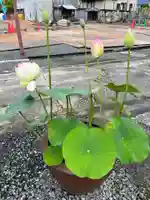 大光寺(大阪府)