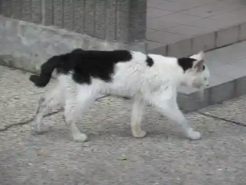 息栖神社の動物