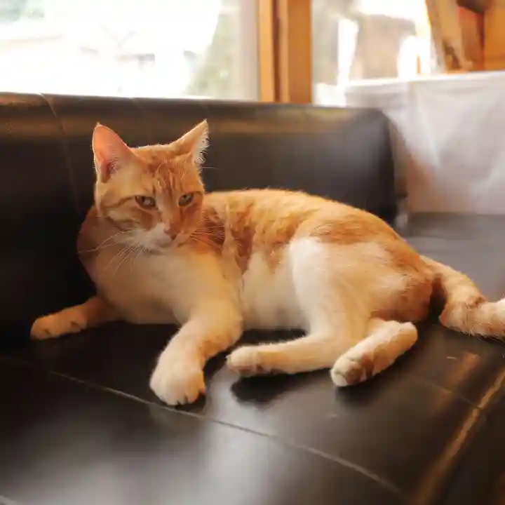 八枝神社の動物