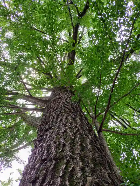 田無神社(東京都)