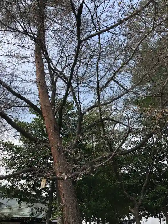 櫻木神社(千葉県)