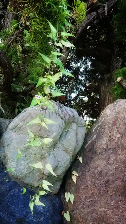 八龍社(稲島)の自然