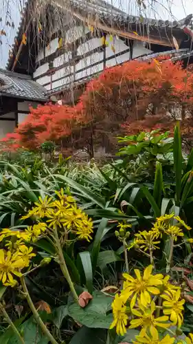 興聖寺(京都府)