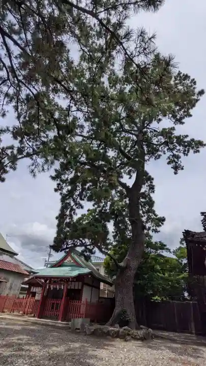 手筒花火発祥の地 吉田神社の自然