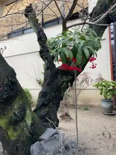 墨染寺（桜寺）(京都府)