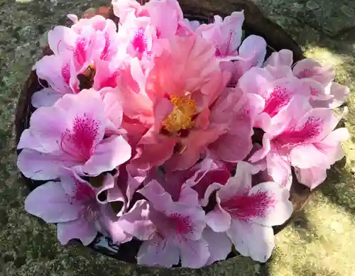 真言宗　善通寺派　薬王寺(香川県)