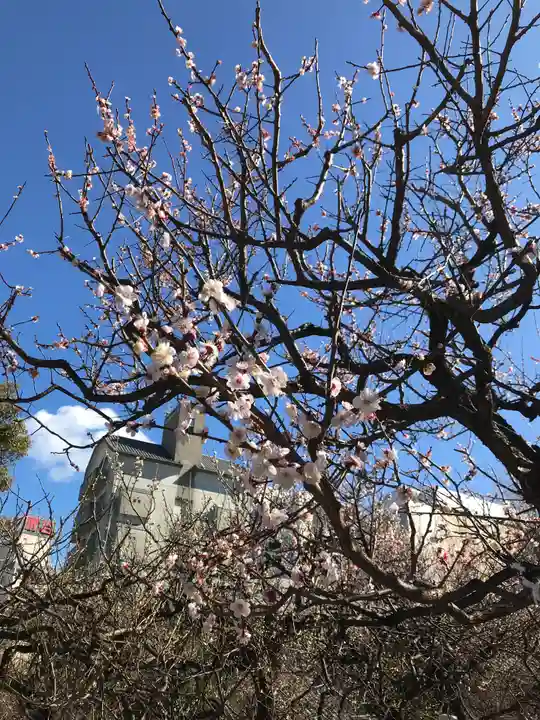 湯島天満宮の自然