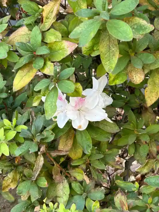 鳩森八幡神社(東京都)