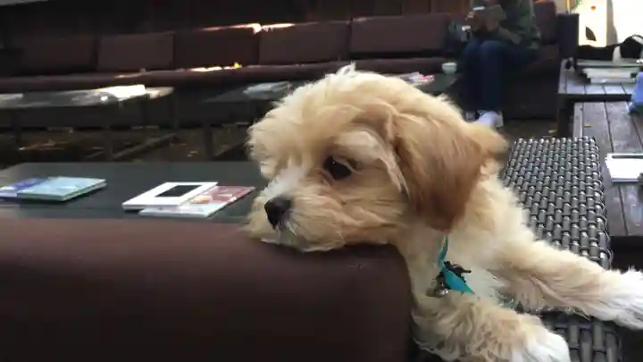 戸越八幡神社の動物