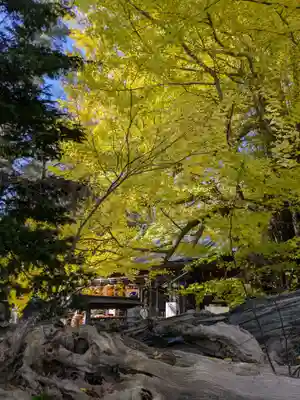 野木神社の自然