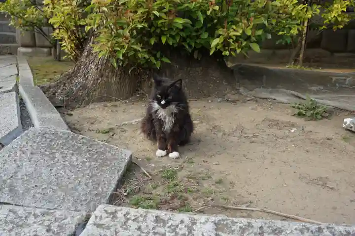 鳩ヶ谷氷川神社の動物
