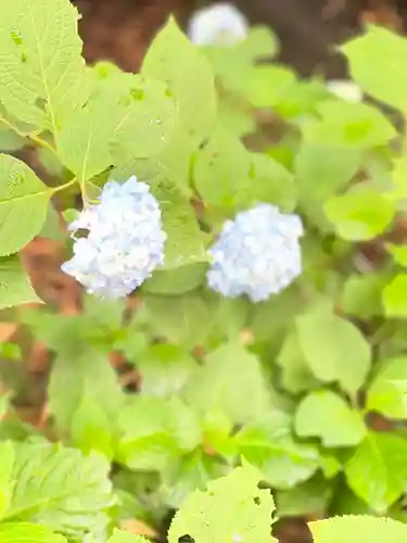 代々木八幡宮の自然