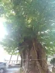 五所神社(神奈川県)