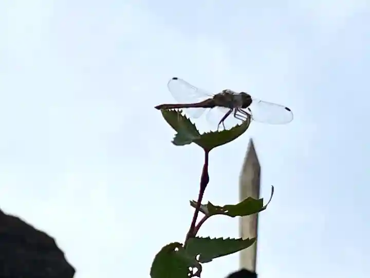 高峯神社(大室神社奥宮)の動物