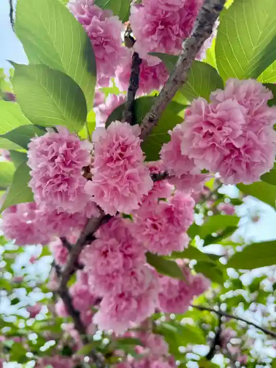 東寺(教王護国寺)(京都府)