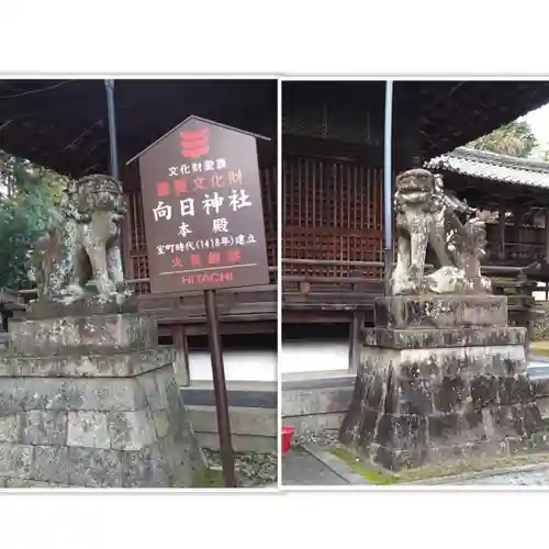 向日神社の狛犬