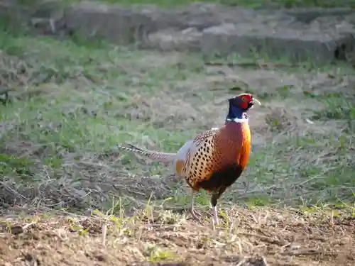 極楽山　浄土寺の動物