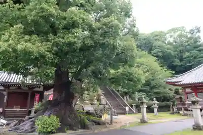観音寺のその他建物