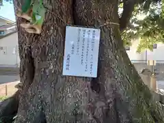 高麗川神社の自然