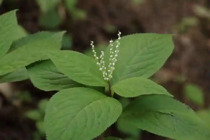 鹿島大神宮の自然