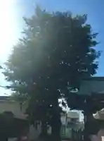 高見神社の自然