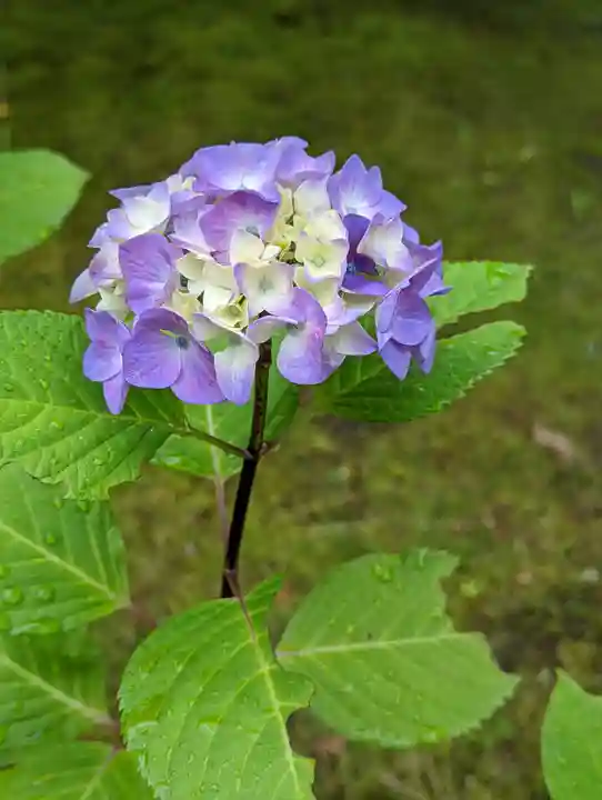 法金剛院の自然