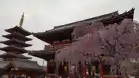 浅草寺の自然