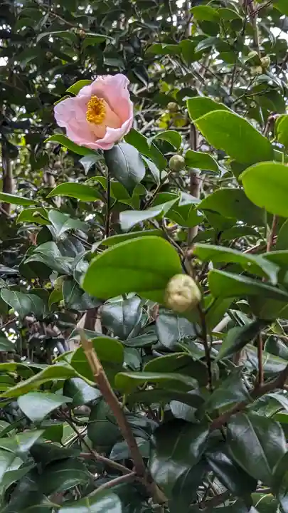 梅宮大社(京都府)